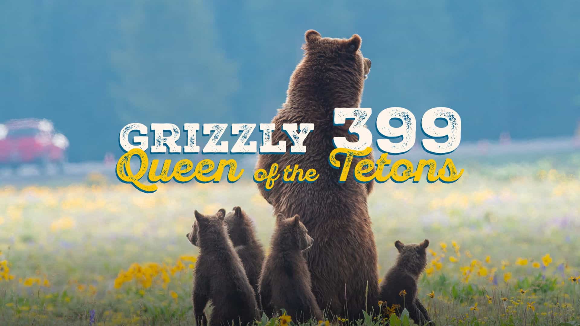 Grizzly 399: Queen of the Tetons
